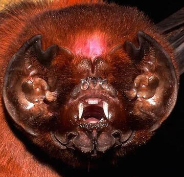 Antillean ghost faced bat, submissions